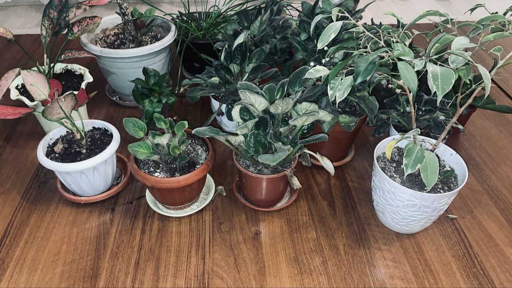 Цветы разные продоется