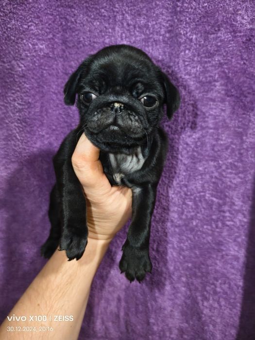 Продам щенков породы мопс