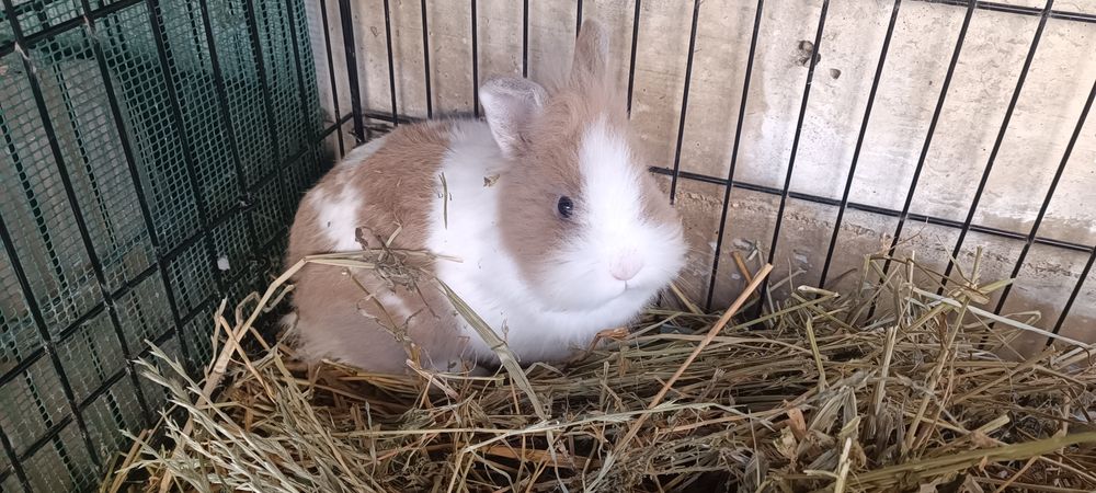 Iepuri cap de leu, o lună și 2 luni