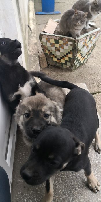 Donez  6 căței ,4 femele,2 masculi,varsta 3 luni