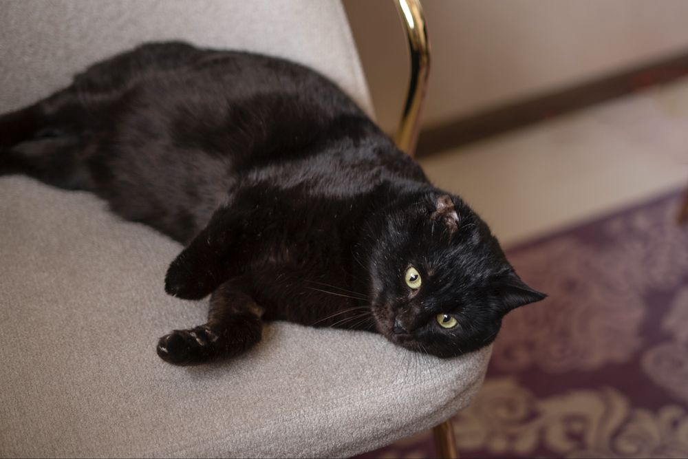 Мартин в поисках дома, Ташкент!