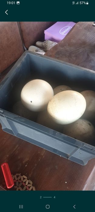 Mai multe detalii la nr de telefon