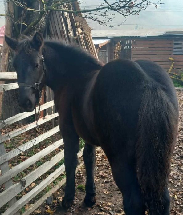 Mânză neagră de 6 luni