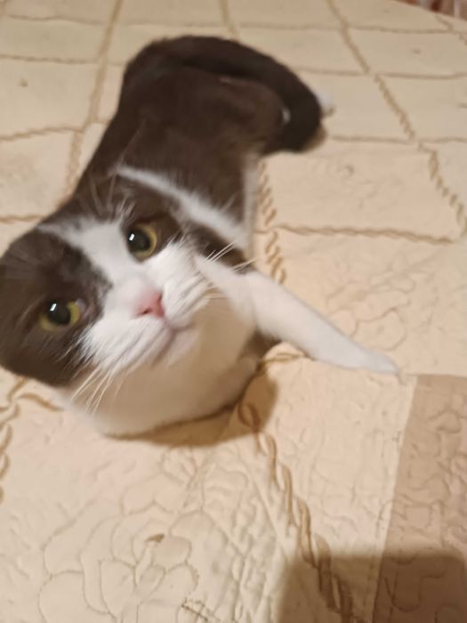 Отдам в добрые руки веслоухою кошку по кличке Муиза