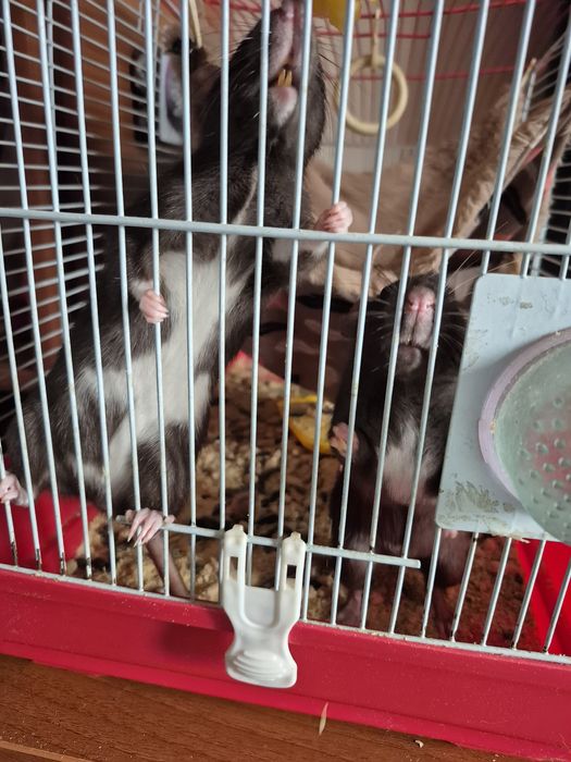 Продам 2х крысок!