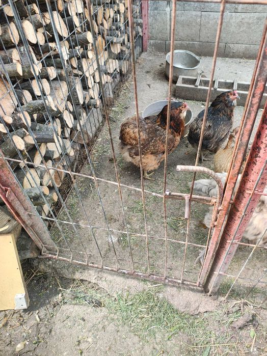 Gaini araucana ameraucana ouă verzi