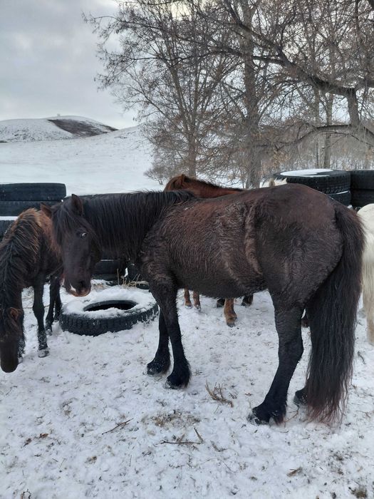 Лошади бие.     .