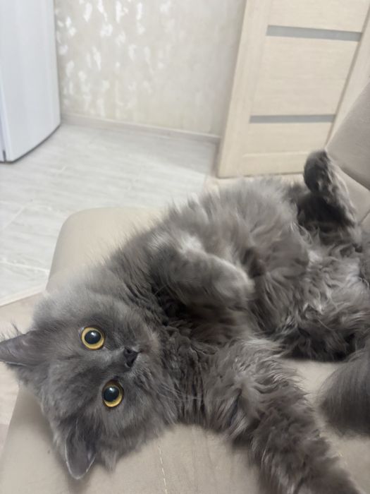 Ищем кота на вязку