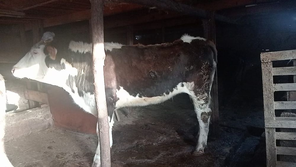 Телка породистая . Возраст 2.2г