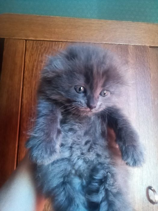 Вислоухие котята