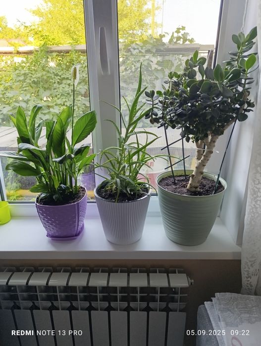 Продам комнатные цветы