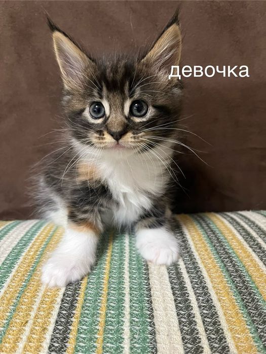 Котята Мейн-кун .