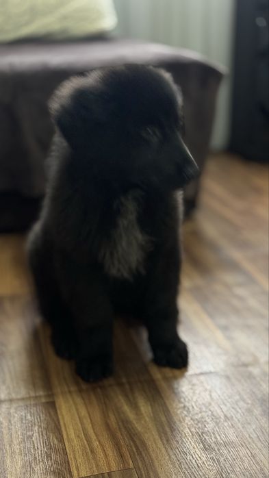 Продам щенка кабель 4 месяца