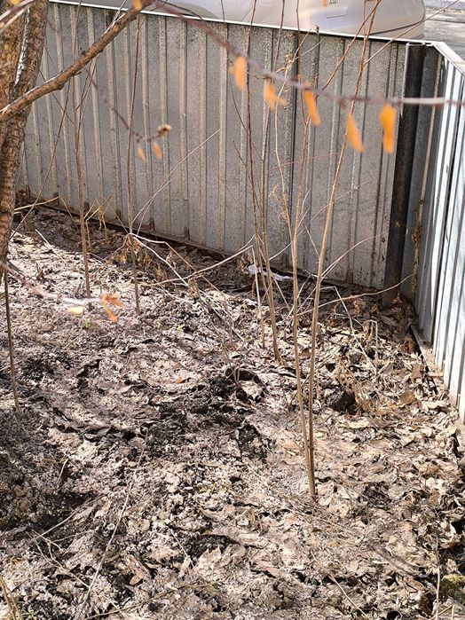 Вишня, смородина, крыжовник саженцы