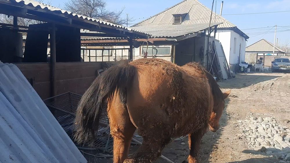 Семіз бие сатылады