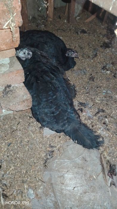 Срочна Продаю-Сотилади курка индюк тухумга отирипти