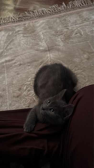 Отдам кошечку бесплатно