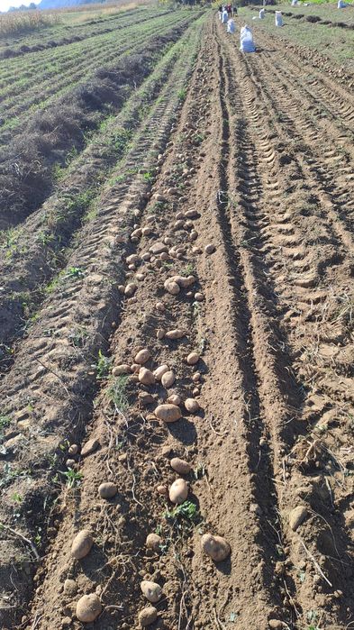 Cartofi.                           .