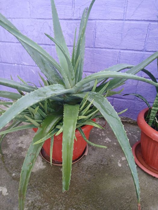 Продам комнатные цветы