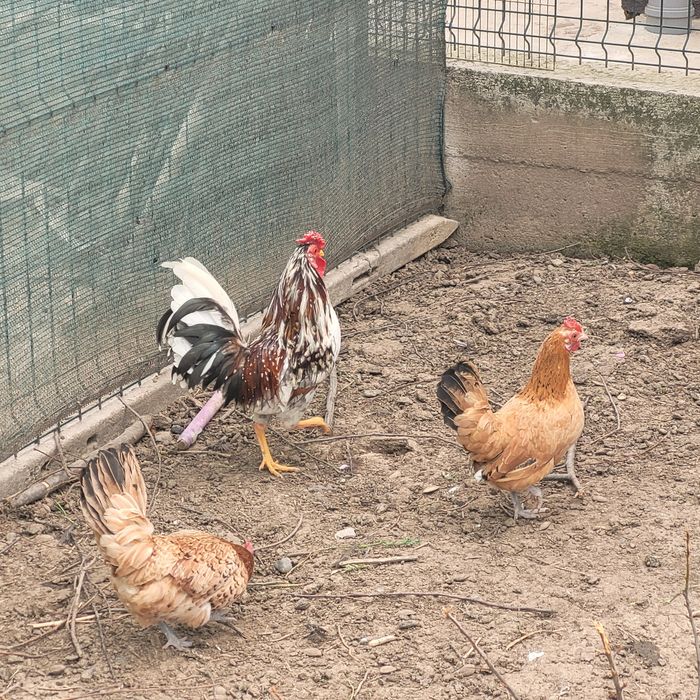 Pereche gaini pitice 1 cocos și 2 gaini