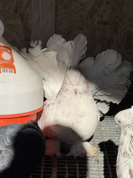 Porumbei voltati indieni