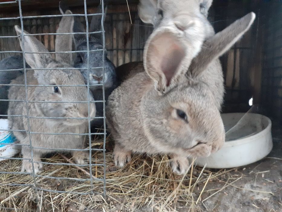 Продаю кроликов на развод
