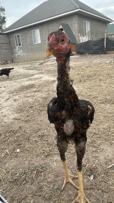 Дакан шөже кораз