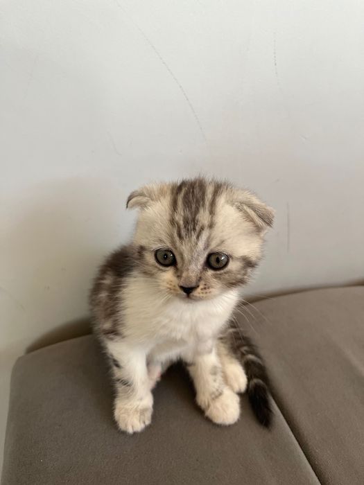 Шотландский котенок вислоухий