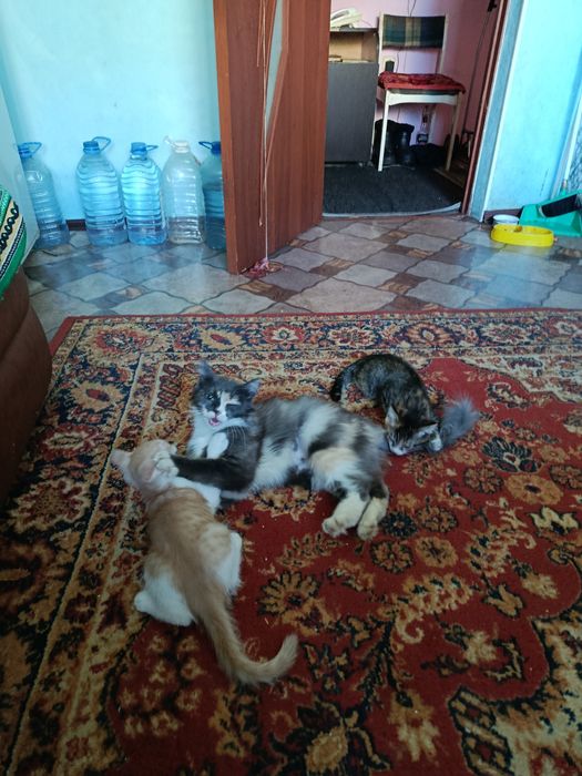 Отдам котят добрым людям