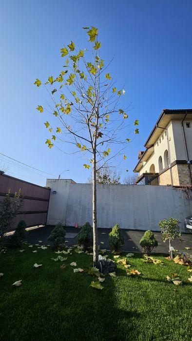 Vand platan 5 m crescut la ghiveci si plantat in curte