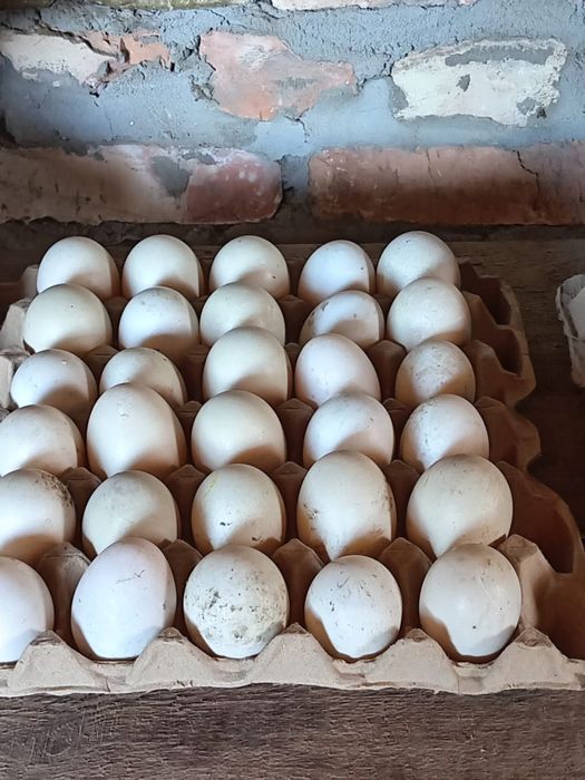 Яйца индоуток. Инкубационные Свежие хороший оплод