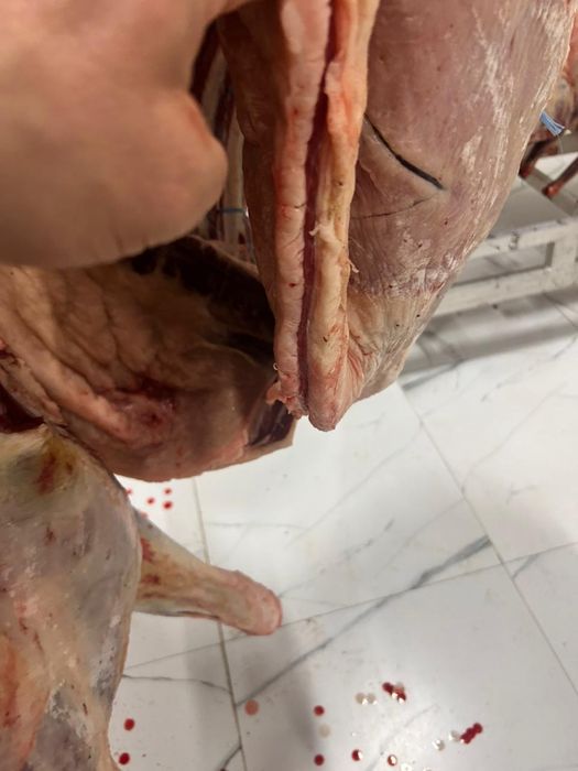 Қасапшы қой,сиыр,жылқы