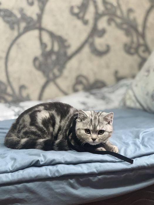 Кошка скотиш страйт