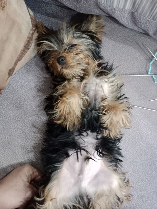 Щенок мини  йорк