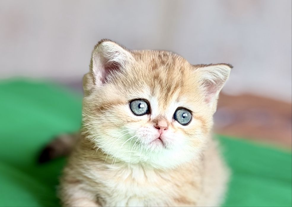 Скоттиш фолд и страйт