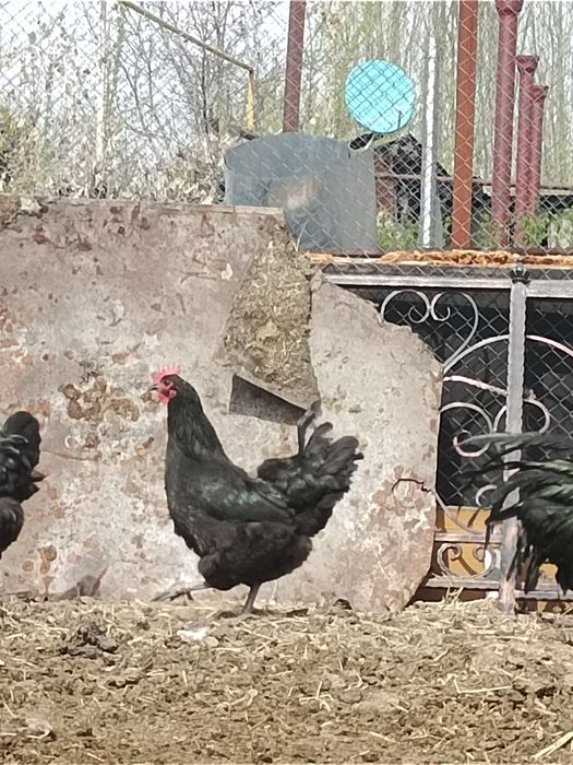 Продам курей Джерсии́ский Гигант