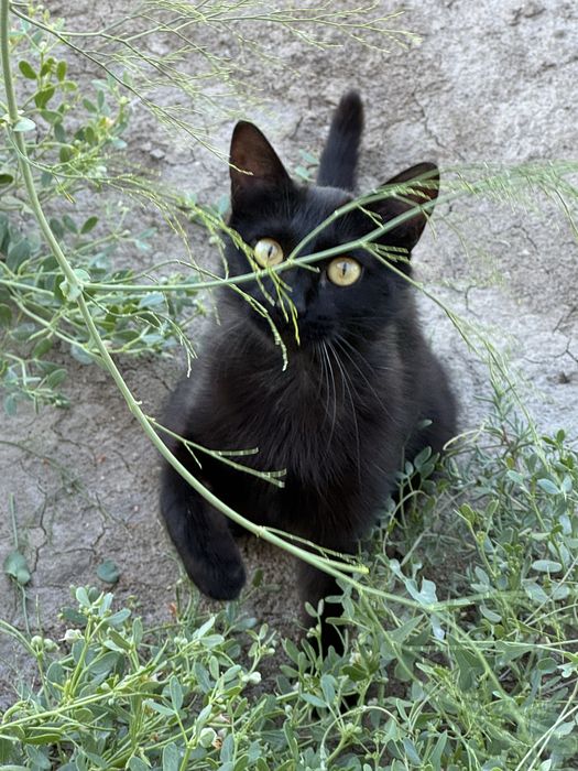 Кошку в добрые руки