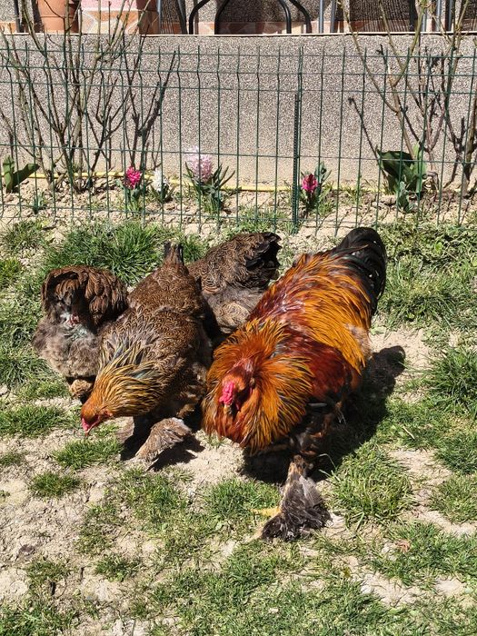 Ouă pentru incubat Brahma Potarnichiu