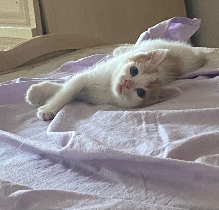Отдам даром кошку