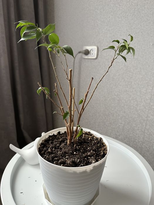 Продам цветы, недорого.