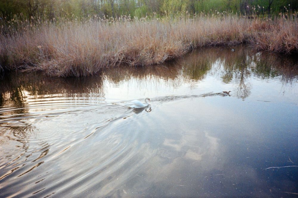 Olympus af-1  ( nu canon nikon yashica minolta rollei )