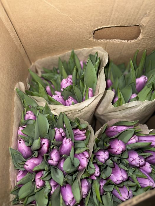 Беларусские Тюльпаны большие