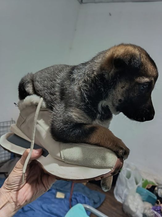 Одам девочку щенок 1,5 месеца