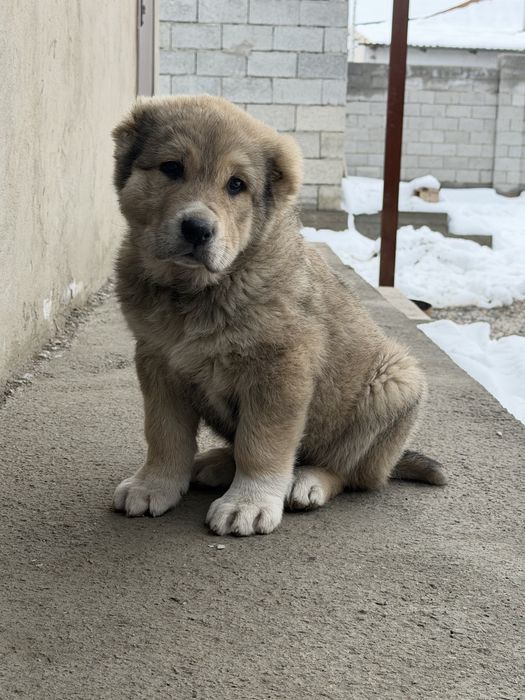 Күшік сатылады қаны жақсы