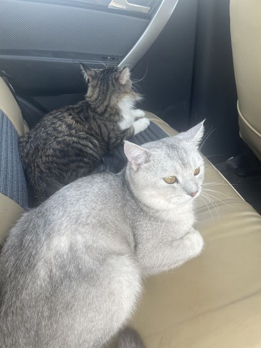 Кот для вязки , нужна кошка срочно