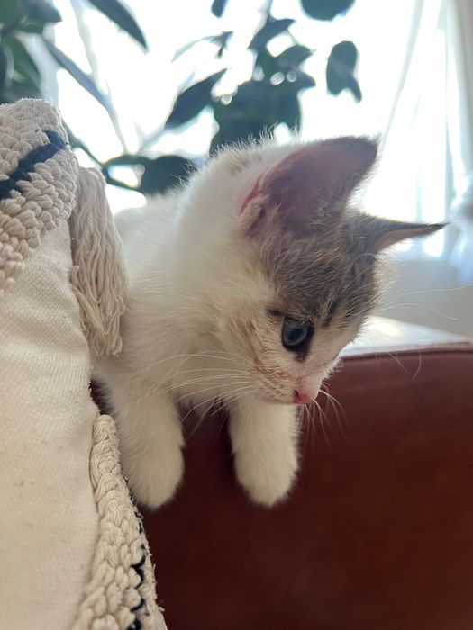 Котенок Лея ищет семью!