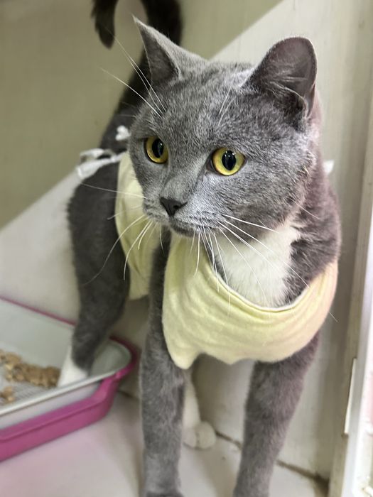 Кошечка Дымка ищет дом