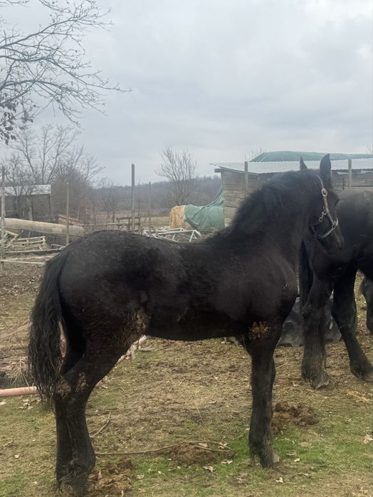 Vand un manz Friesian / Friz