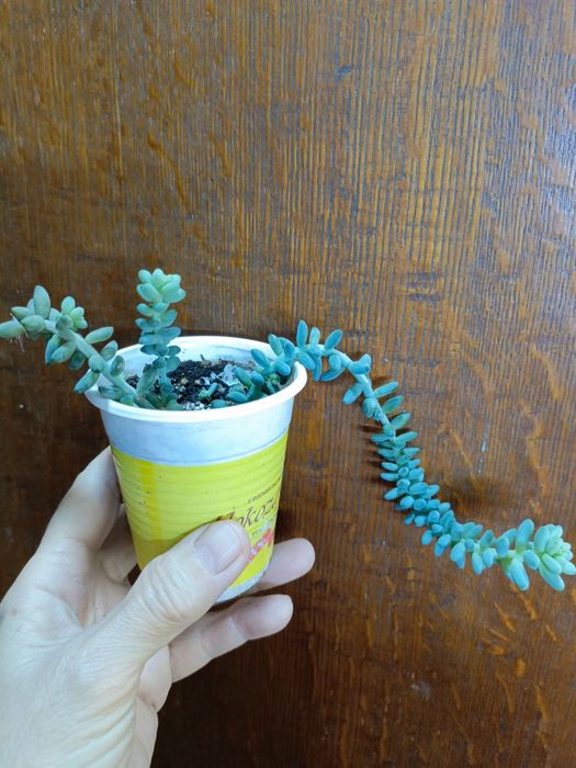 Продам цветочки по 500 тг!