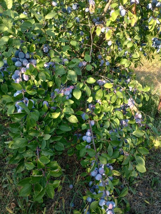 Vând prune din livadă proprie